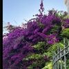 carol_staszak
